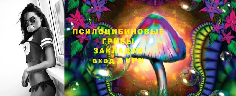 закладка  Богородск  Галлюциногенные грибы Psilocybine cubensis 